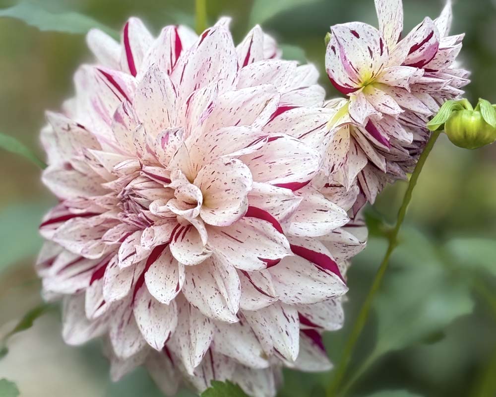 Houseplants & Garden Plants