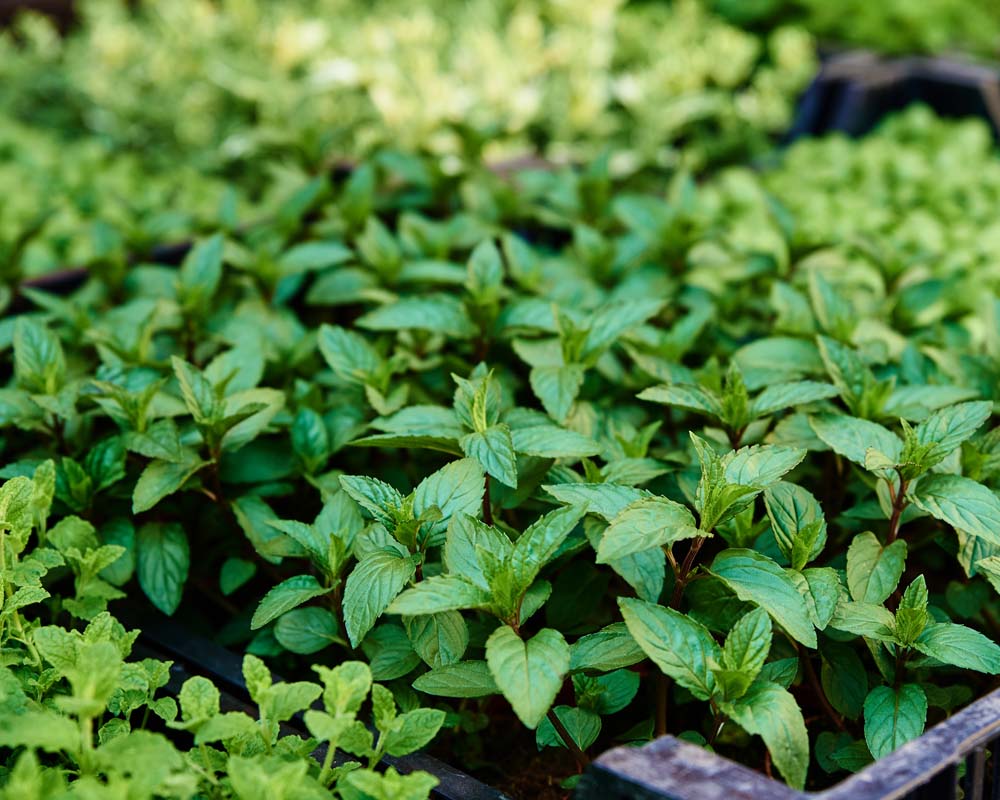 Medicinal Herbs