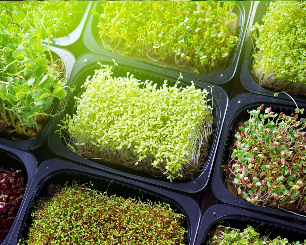 Microgreens