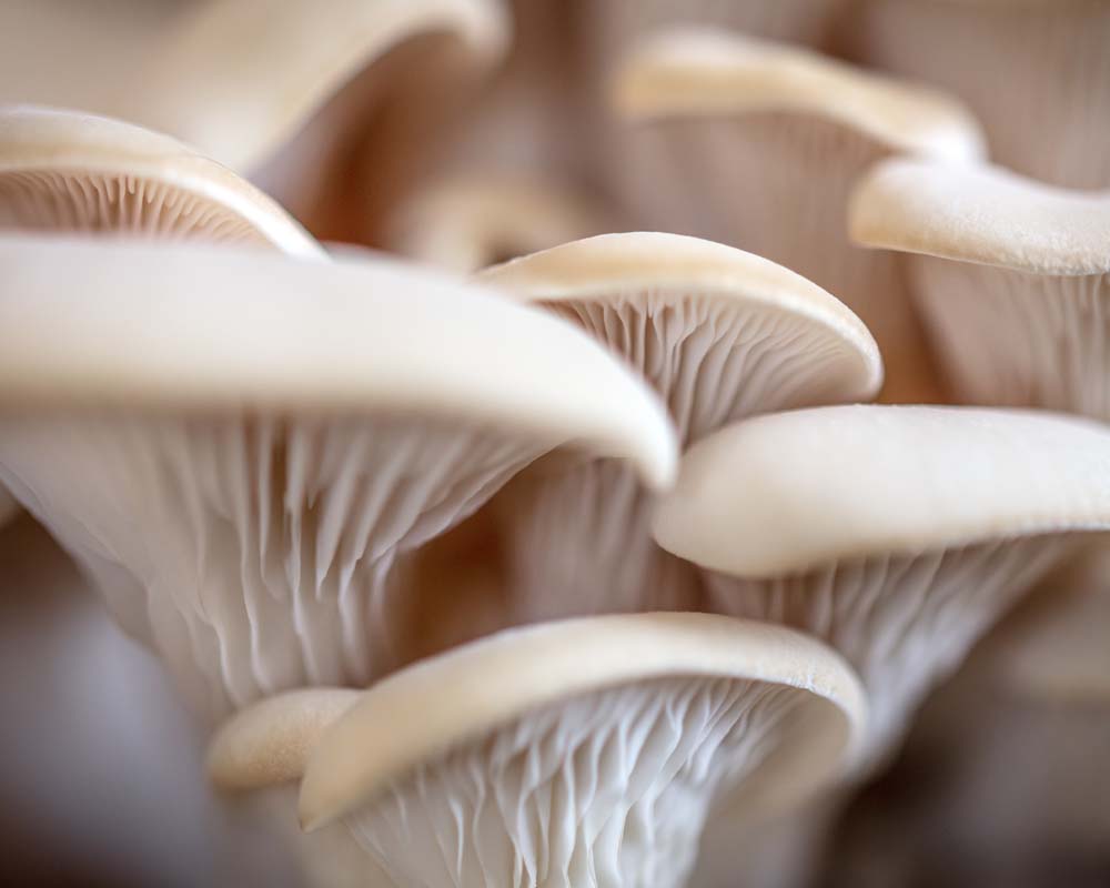 Gourmet Mushrooms