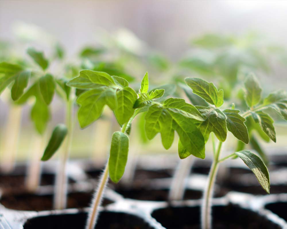 Vegetable, Flower & Herb Seedlings